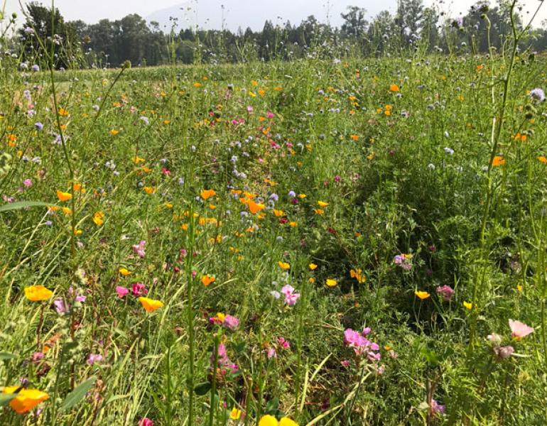 cascadian farms meadow