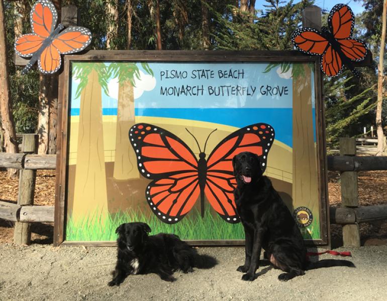 pismo beach monarch grove