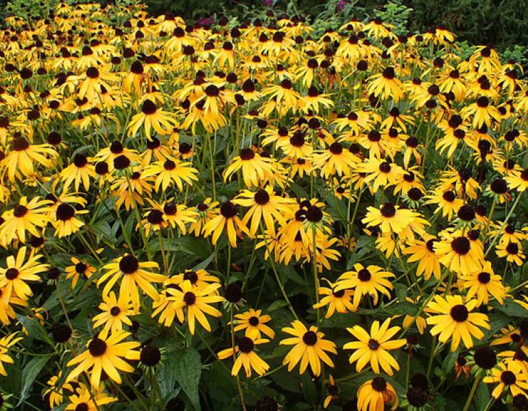 A close cluster of bright yellow blooms brightens a yard.