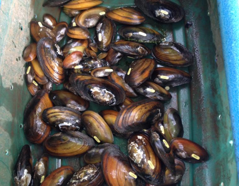 mussels