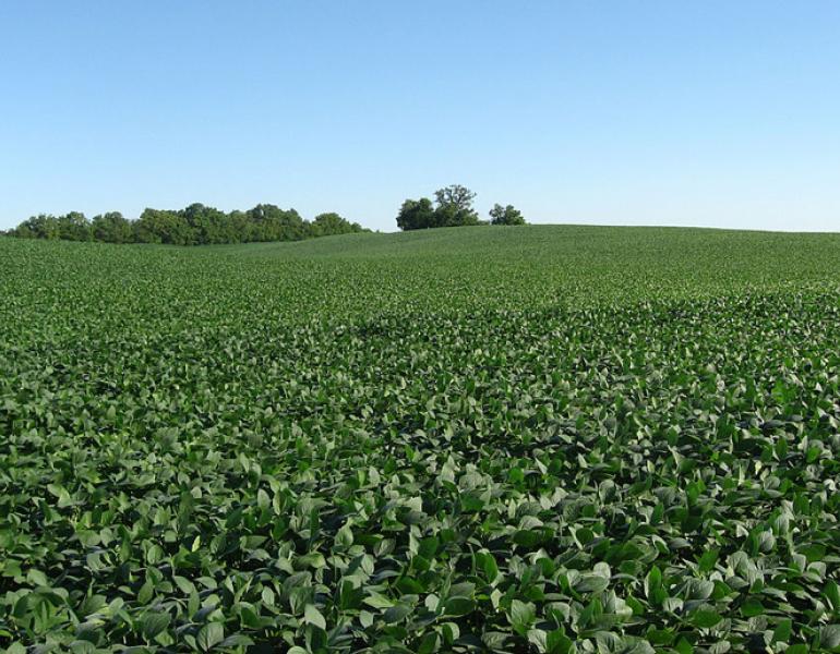 soybean fields