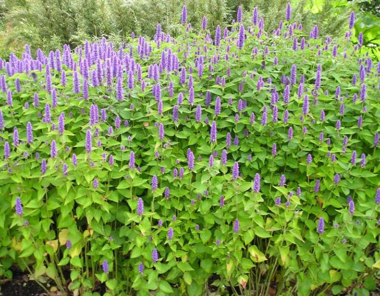 anise hyssop