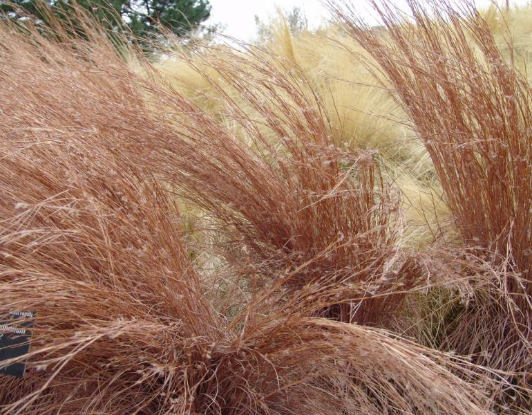 bluestem