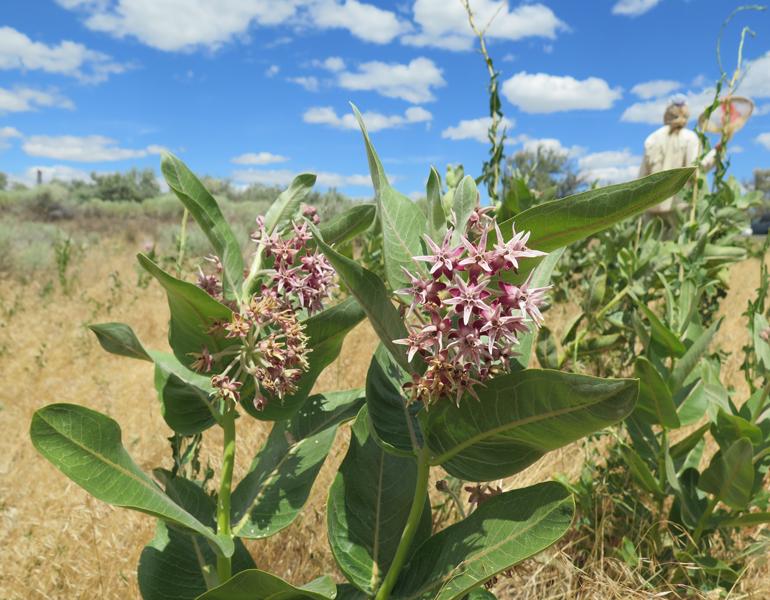 asclepias speciosa