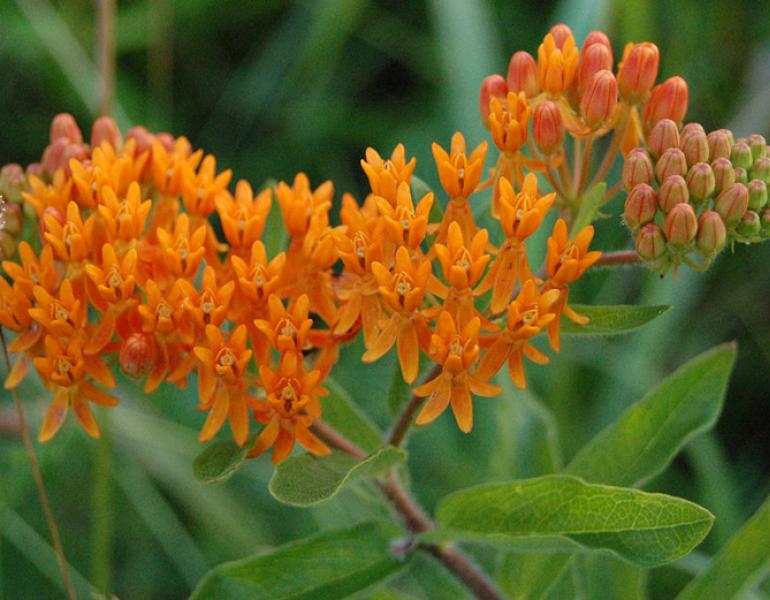 butterflyweed