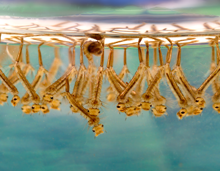 mosquito larvae