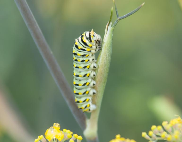 eastern black swallowtail