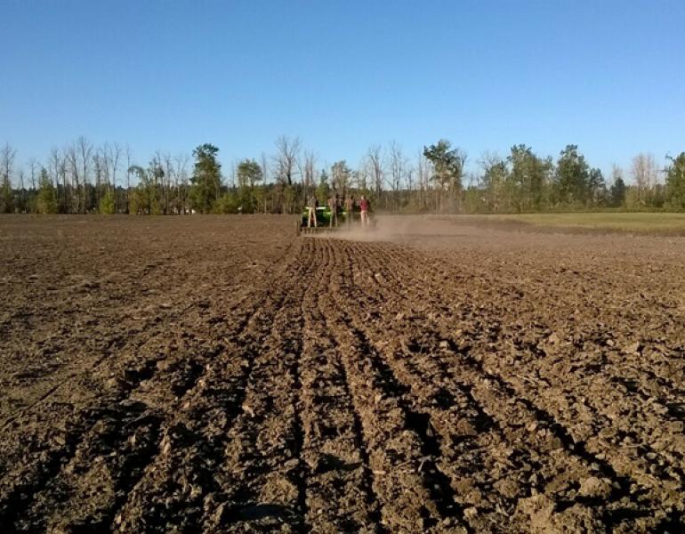 govenrment island seeding