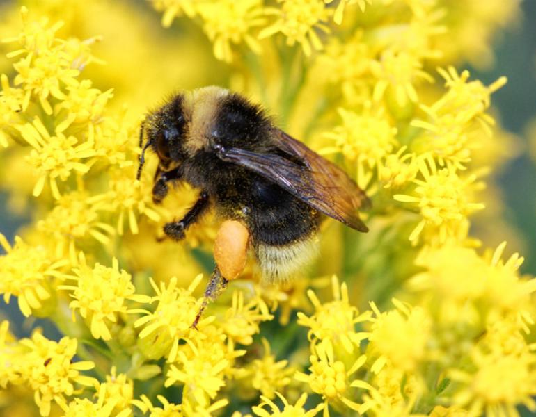 bombus occidentalis