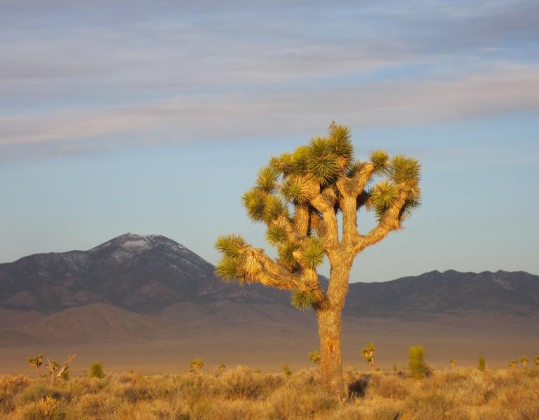 joshua tree
