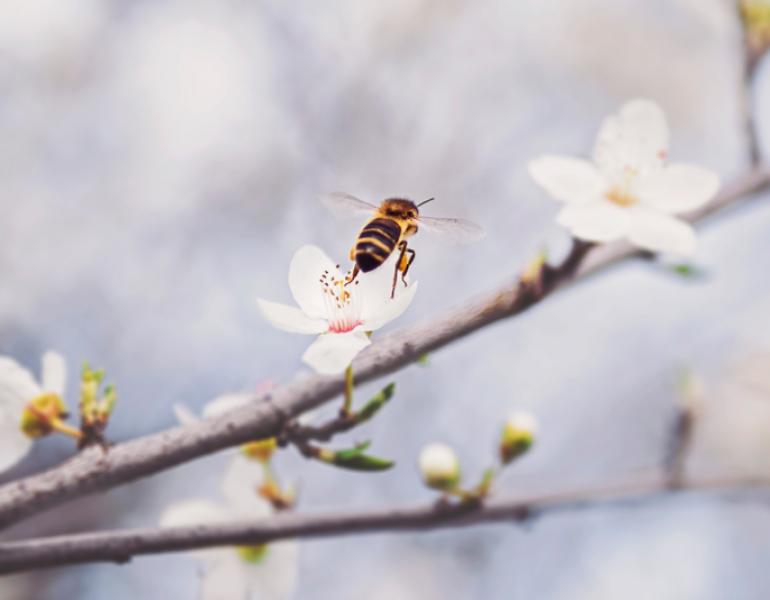 bee on blossom