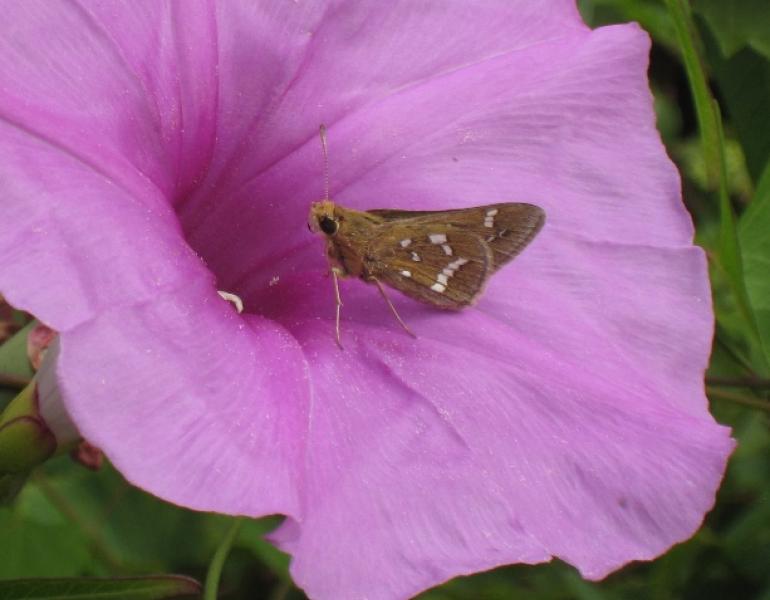 crystal skipper