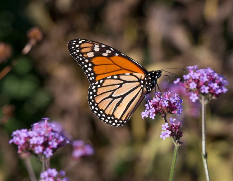 monarch butterfly