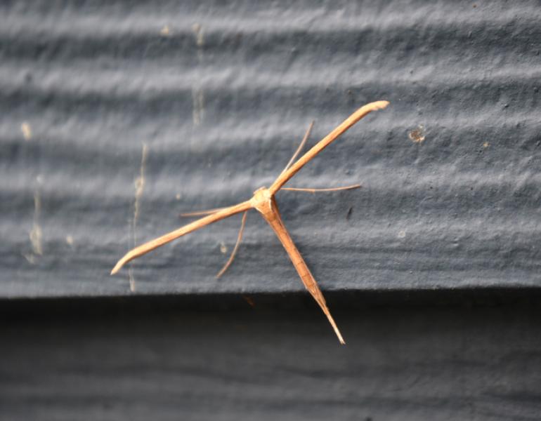 plume moth
