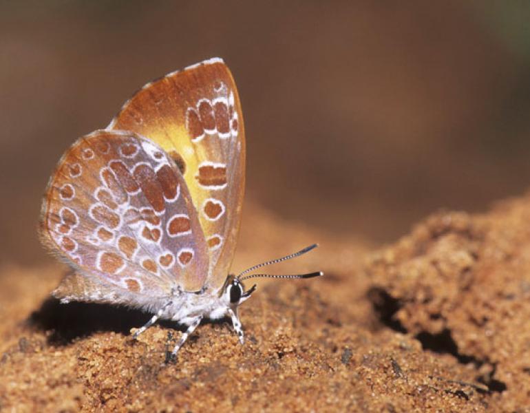 adult harvester butterfly