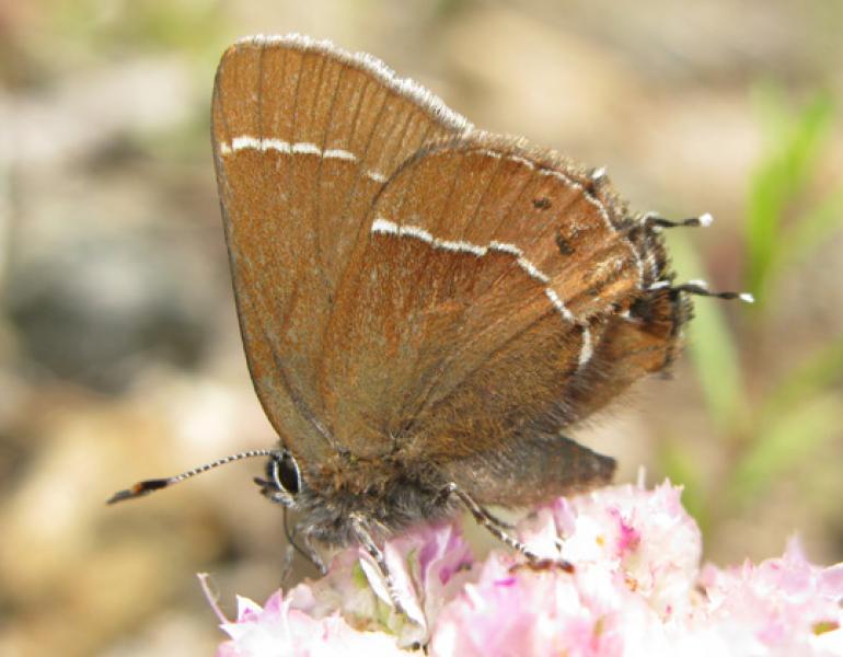 johnsons hairstreak