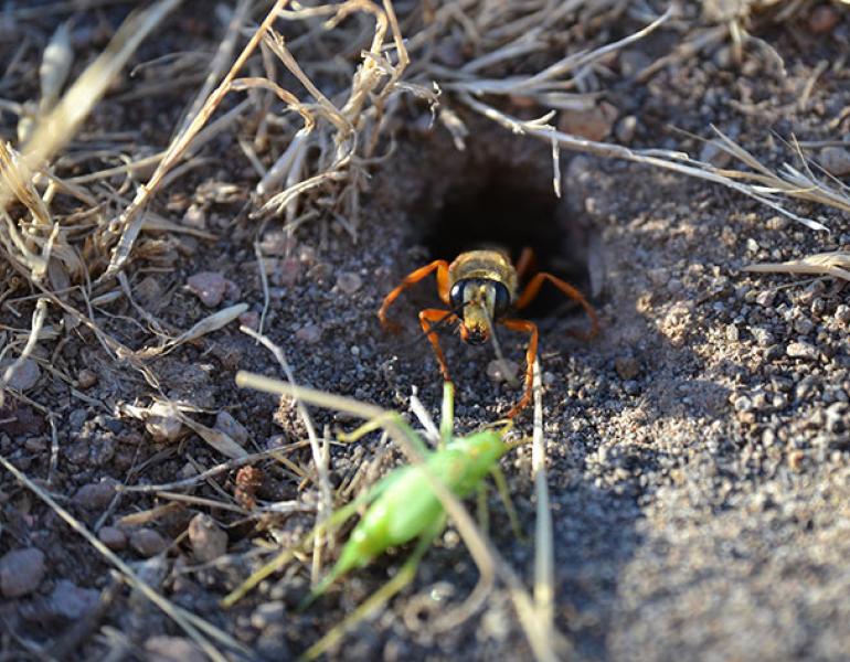 golden digger wasp