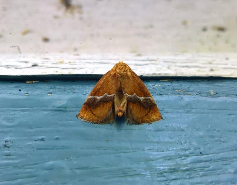 moth