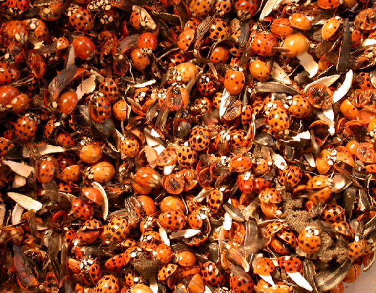 asian lady beetles