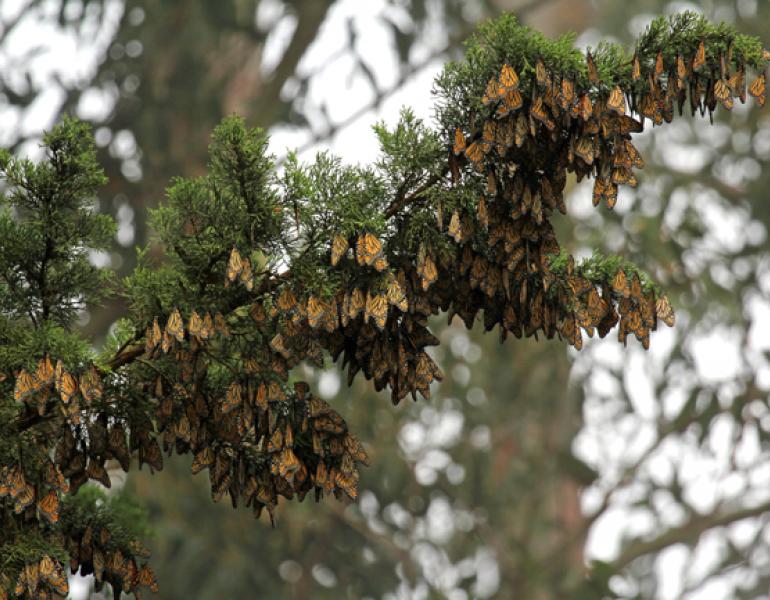 monarch cluster