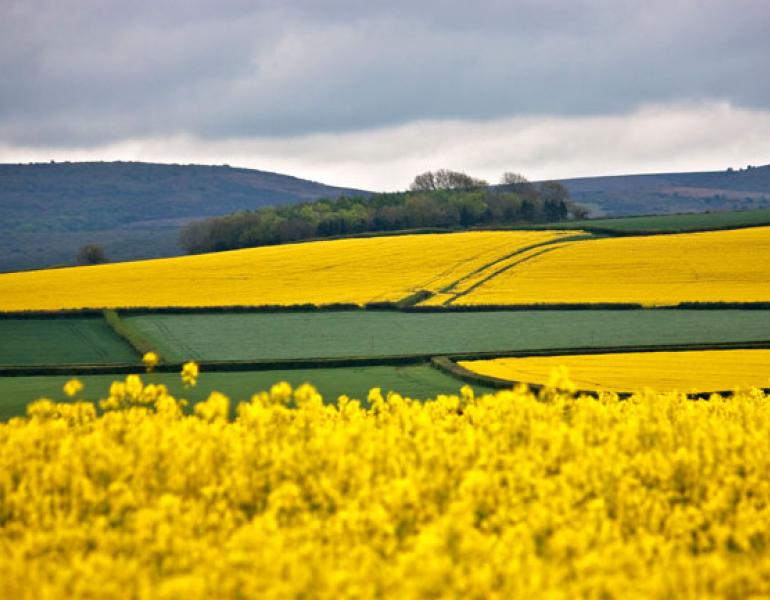 oilseed rape field