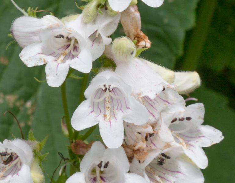 penstemon