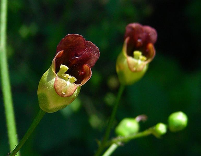 scrophularia marilandica