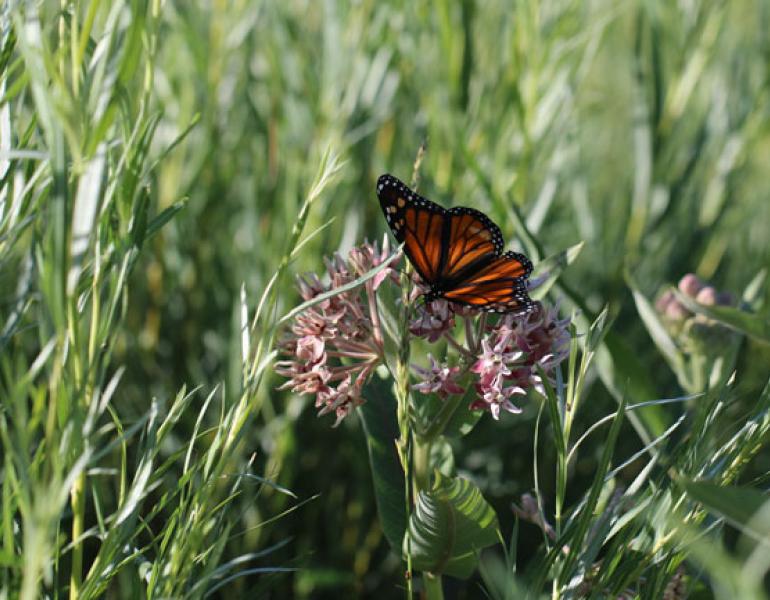 A lone monarch in shadow perches atop fluffy, pink blossoms.