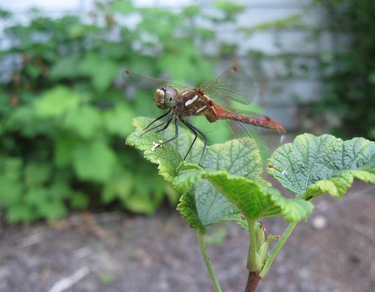 A red dragonfly perches atop a green leaf in a garden. A bit of blurred siding is visible in the background, indicating it is close to a house.