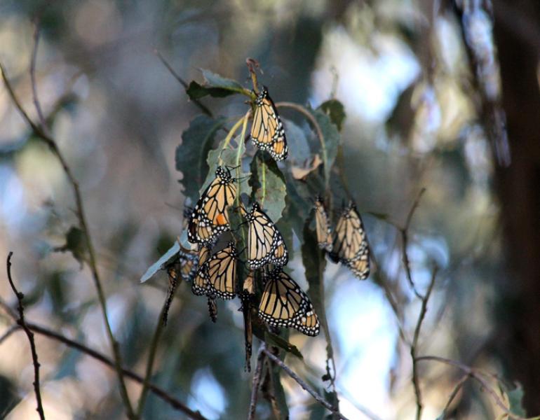 overwintering monarchs