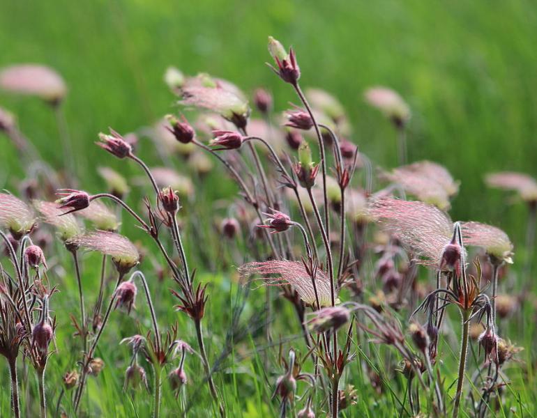geum triflorum