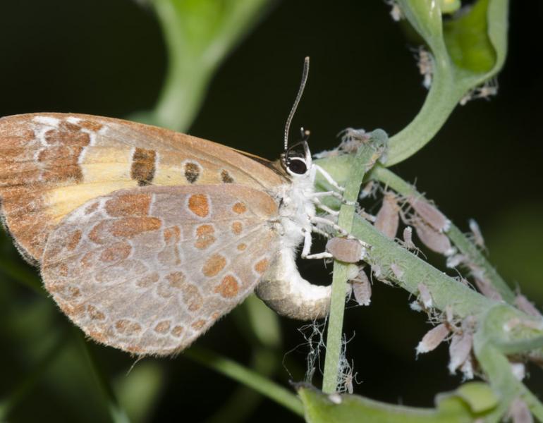 A gray butterfly with orange spots and details arcs its body towards a green stick, depositing a green, spherical egg near a lot of gray aphids.