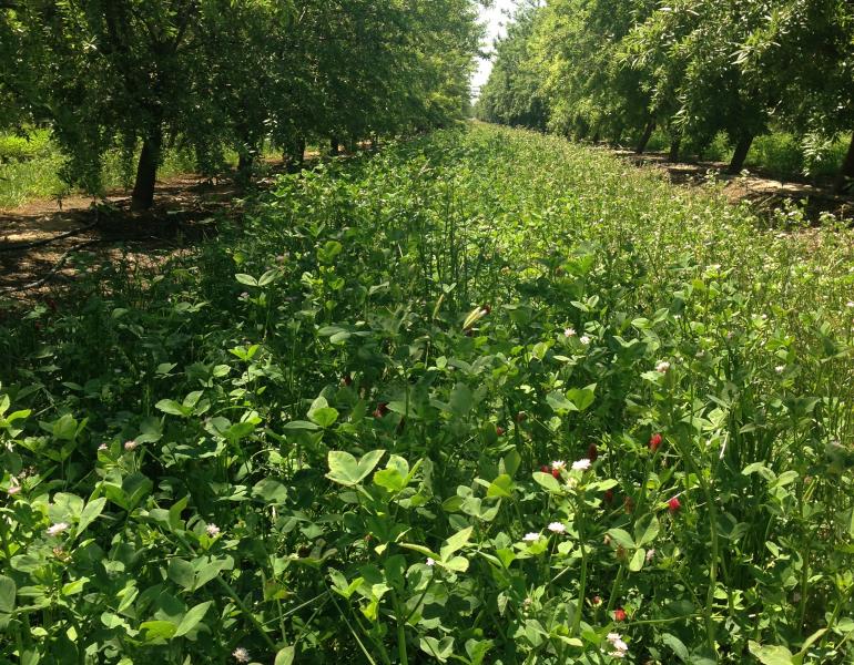 A thick bed of bright green clover blooms with red and white flowers amid rows of almond trees.