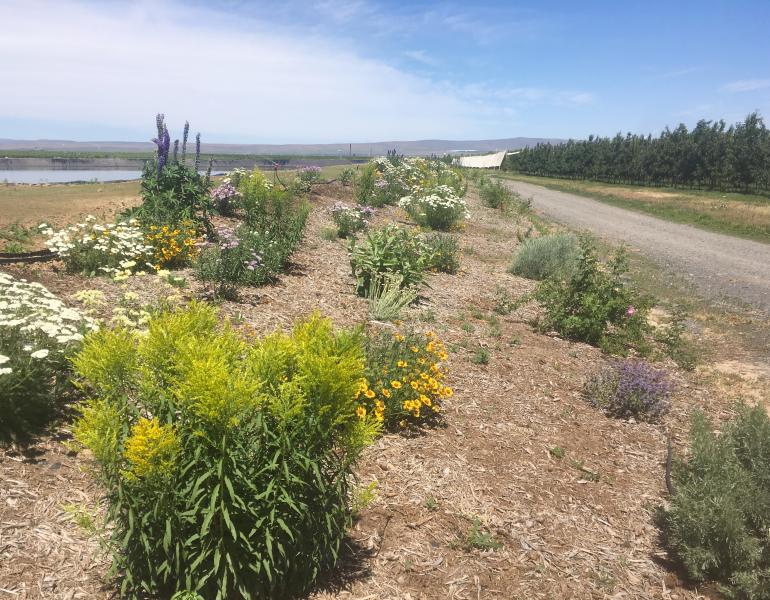 An assortment of colors among a flowering hedgerow add life to an arid landscape.