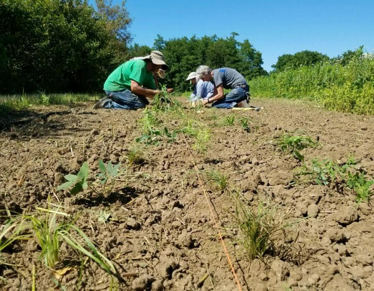People are crouched, planting native species in a new beetle bank in Iowa.