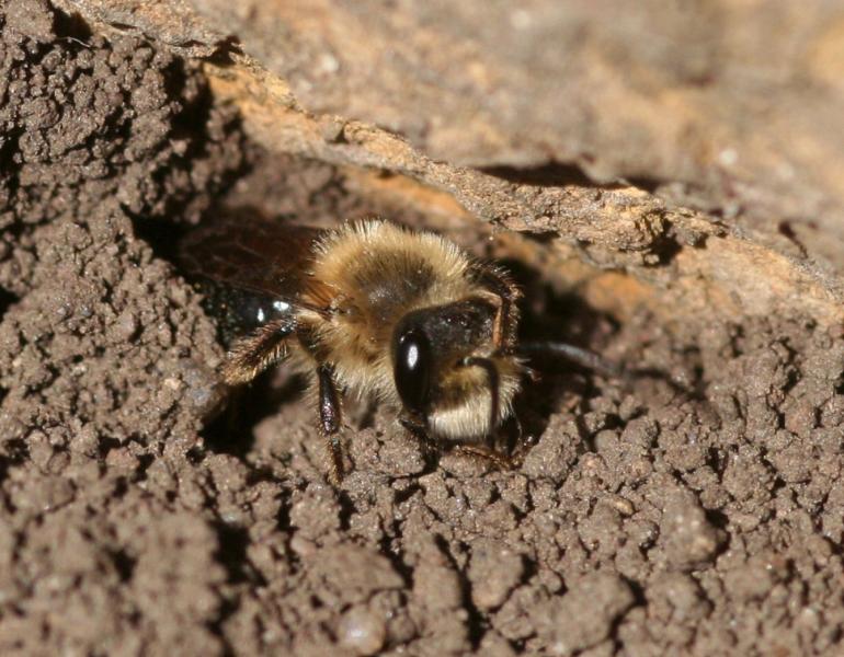 A fuzzy bee with big, shiny eyes peers out of a hole in bare dirt.
