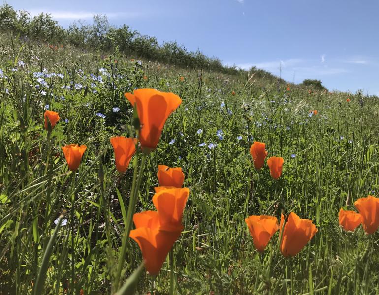 Red-orange poppies pepper a verdant hillside.