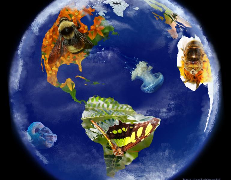 A globe, in the darkness of space, with invertebrates on all the continents and in the oceans.