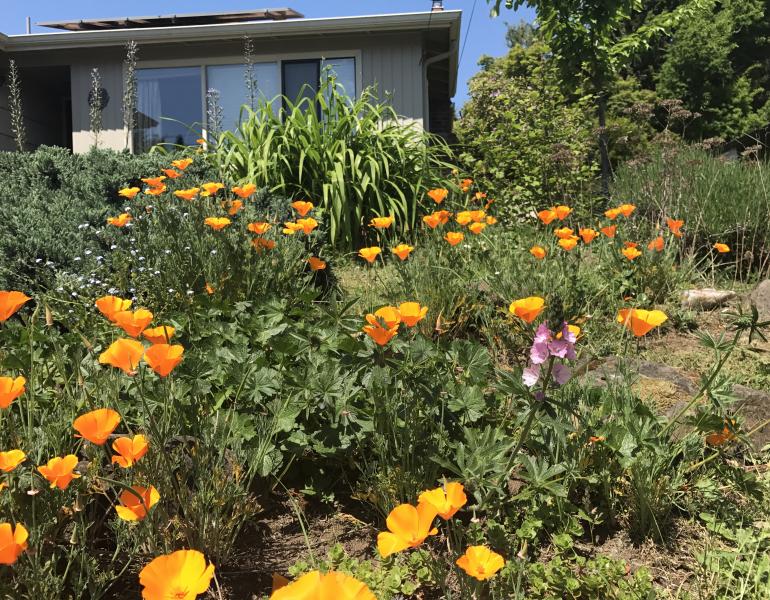 A garden in the front of a home showcases a variety of pollinator plants, including orange California poppies.