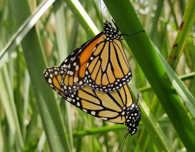 Two monarchs' wings overlap as they stand back end to back end, mating.