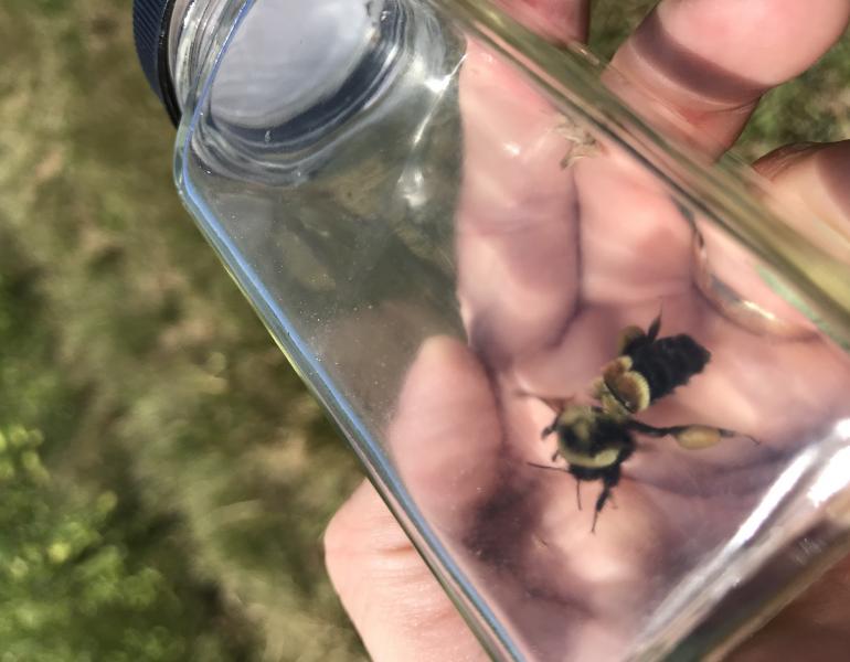 Rusty patched bumble bee (Bombus affinis) in a vial.