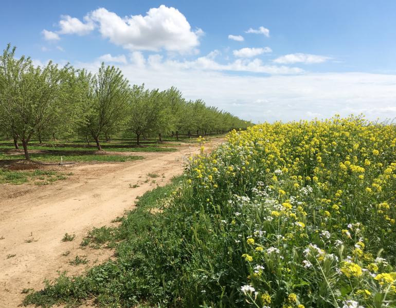 In this landscape image, rows of green, leafy trees are on the left, and on the right are blossoming cover crops of various colors. There is also blue sky and puffy clouds to round out this idyllic scene.