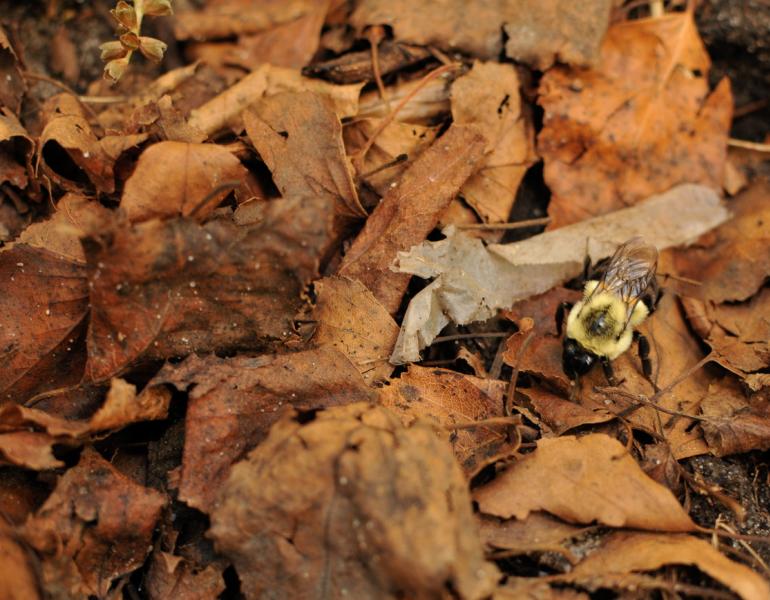 A queen bumble bee looks for a spot within a thick leaf cover.