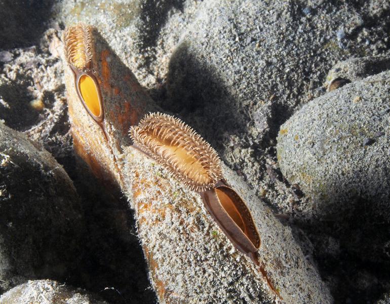 Close up view of freshwater mussels filtering water.