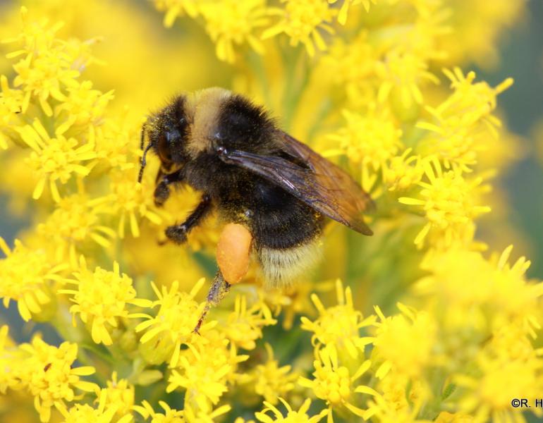 A bumble bee perches on a yellow flower.