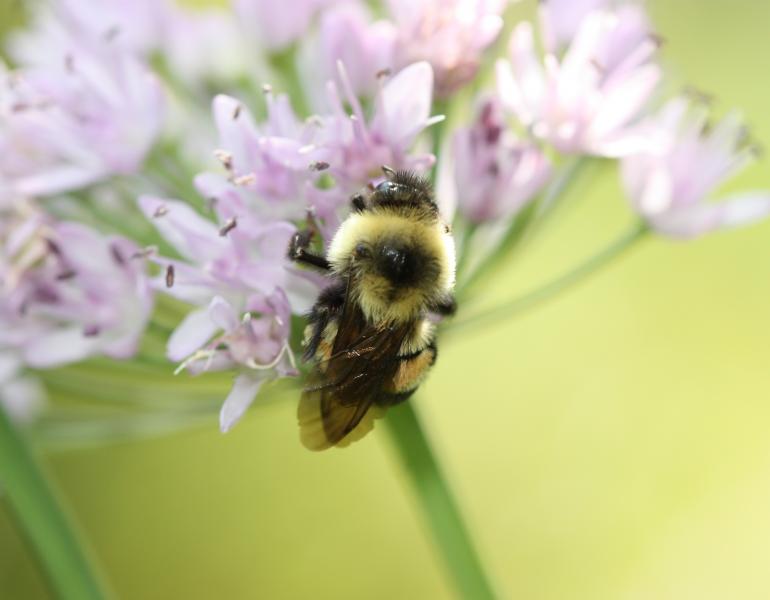 A bumble bee holds on to a group of small pale pink flowers on a single stem.