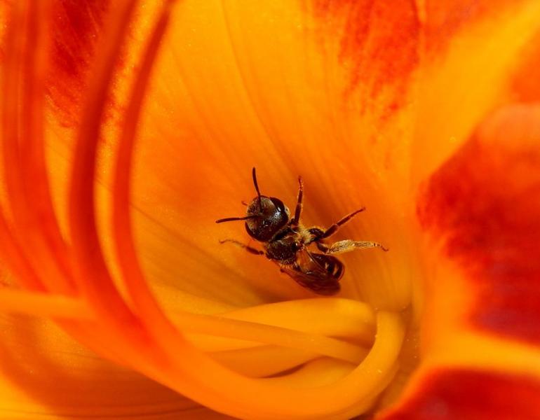 A bee is deep inside a brilliant orange-and-red flower.