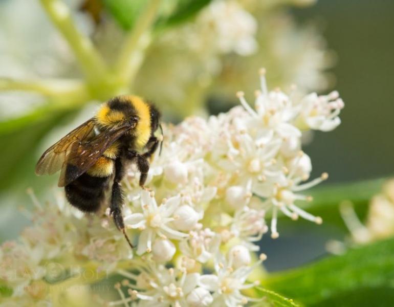 A bumble bee sits atop a conical spire of small white flowers.