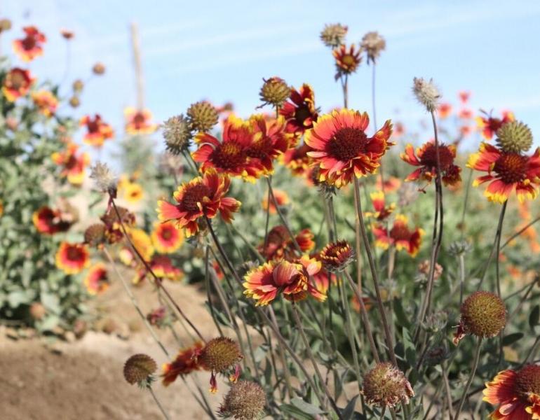 Red coreopsis flowers stand out against a blue sky.
