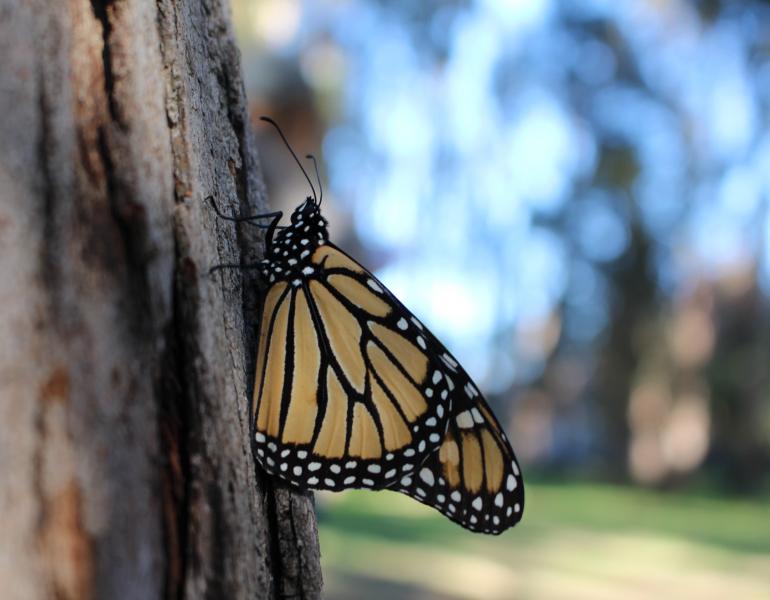 A monarch, with its wings folded, showing the duller orange side, clings to a rough tree trunk in a dimly-lit landscape.